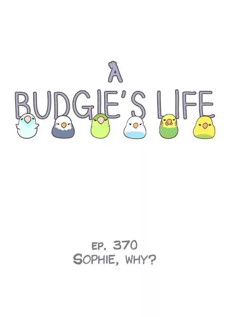A Budgie's Life Chapter 370: Ep.368: