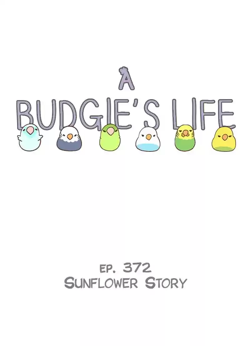 A Budgie's Life Chapter 372: Ep.370: