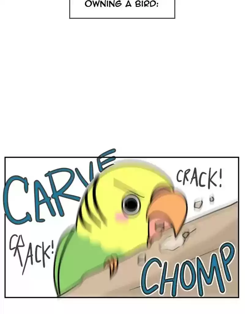A Budgie's Life Chapter 374: Ep.372: