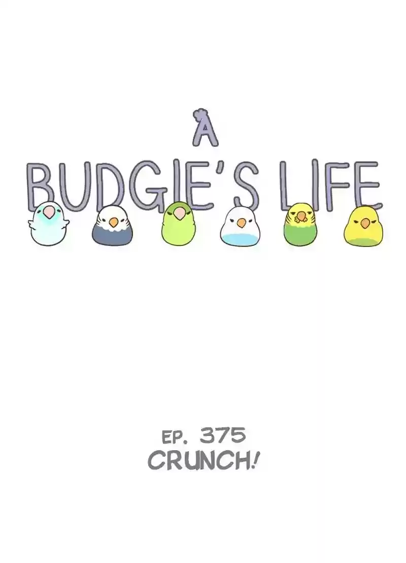 A Budgie's Life Chapter 375: Ep.373: