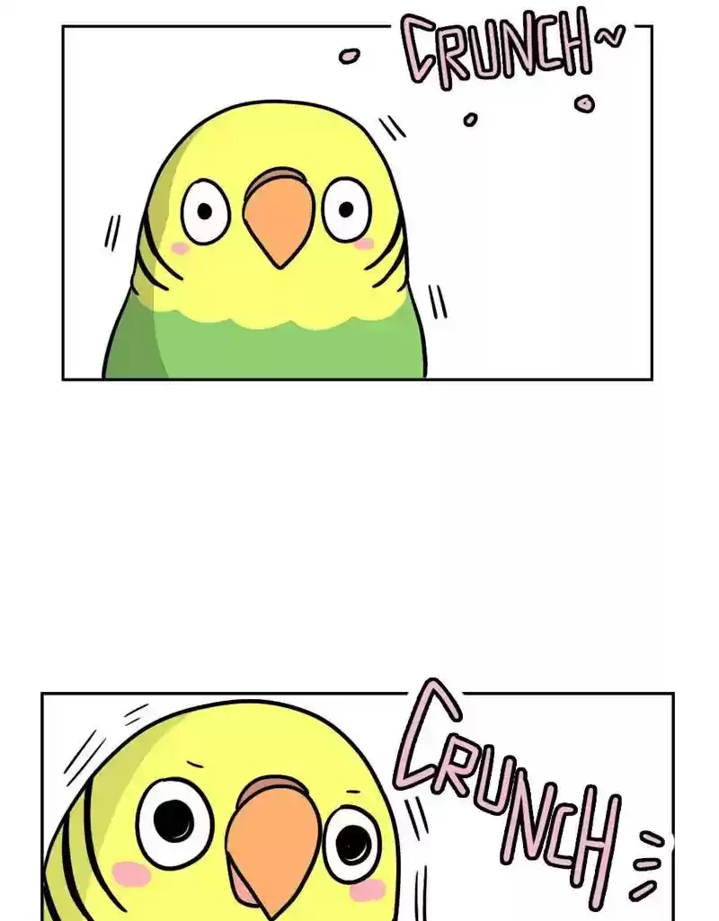 A Budgie's Life Chapter 375: Ep.373: