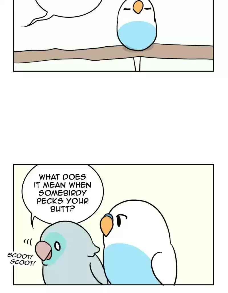 A Budgie's Life Chapter 375: Ep.373: