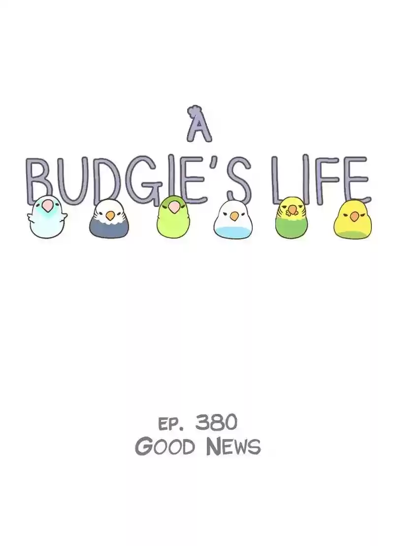 A Budgie's Life Chapter 380: Ep.378: