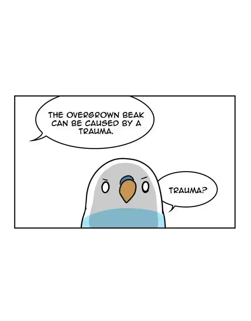 A Budgie's Life Chapter 380: Ep.378: