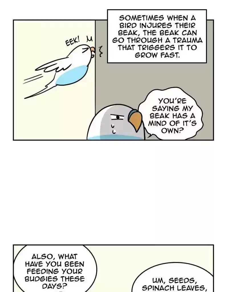A Budgie's Life Chapter 380: Ep.378: