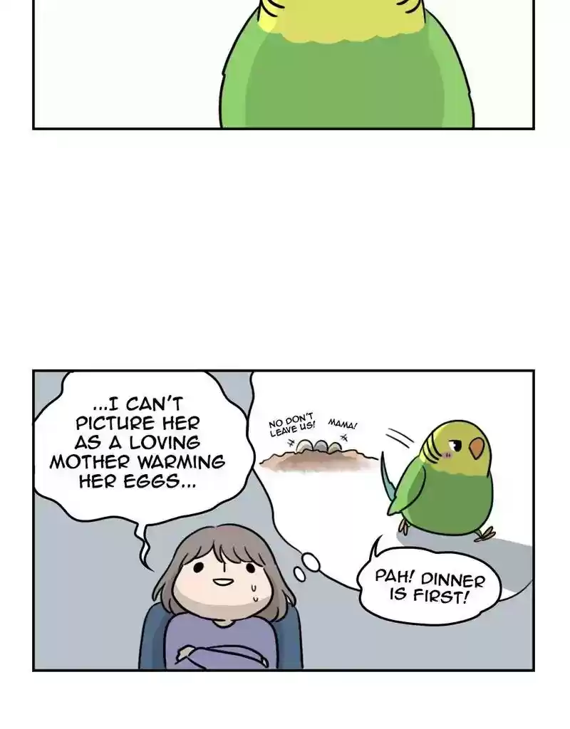 A Budgie's Life Chapter 381: Ep.379: