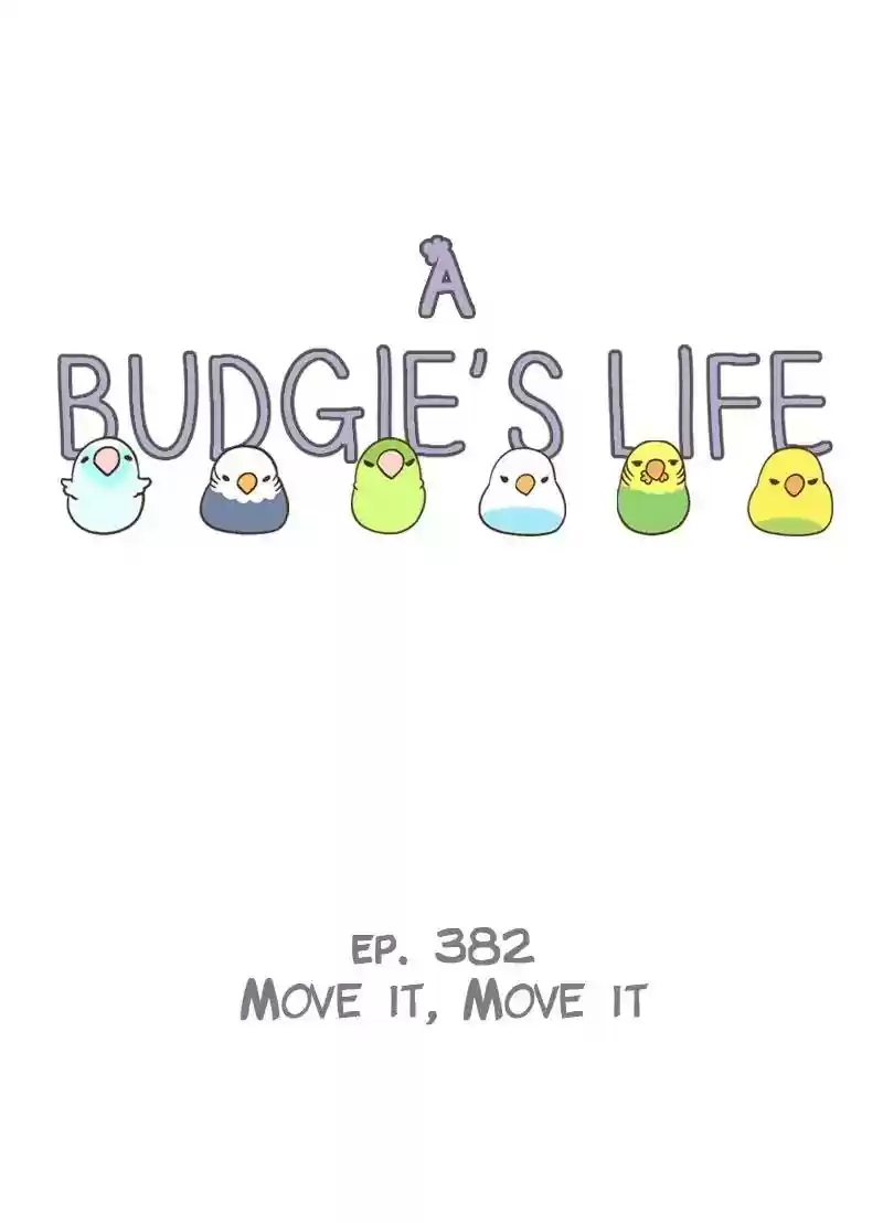 A Budgie's Life Chapter 382: Ep.380: