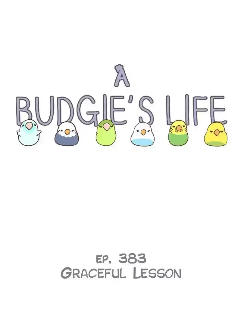 A Budgie's Life Chapter 383: Ep.381: