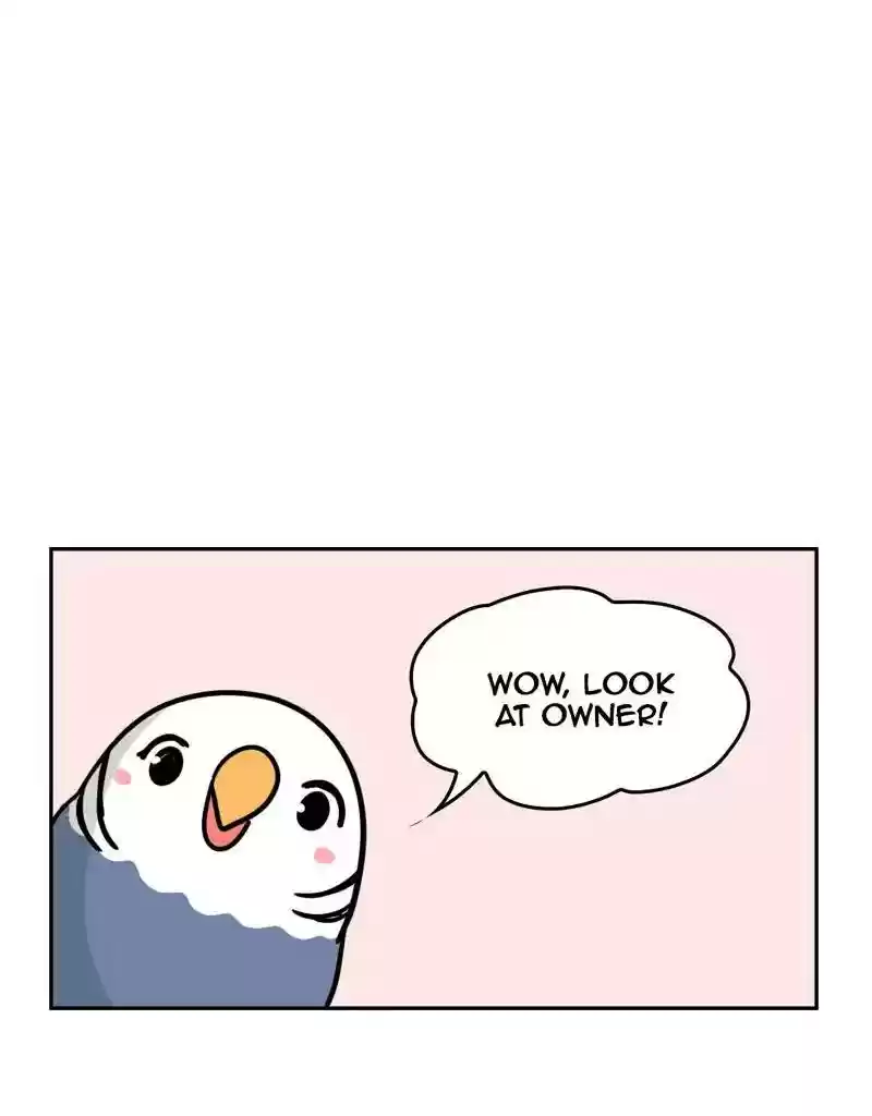 A Budgie's Life Chapter 388: Ep.386: