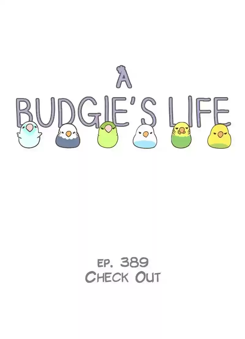 A Budgie's Life Chapter 389: Ep.387: