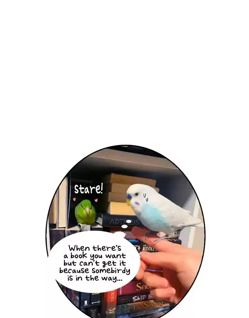 A Budgie's Life Chapter 389: Ep.387: