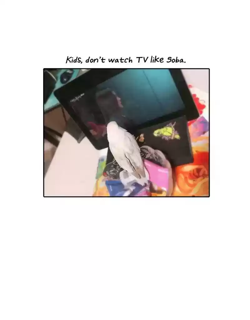 A Budgie's Life Chapter 390: Ep.388: