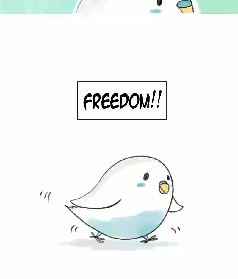A Budgie's Life Chapter 4: Ep.4: