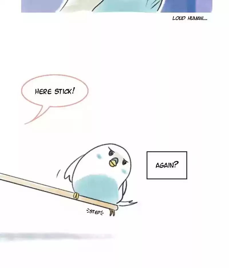 A Budgie's Life Chapter 4: Ep.4: