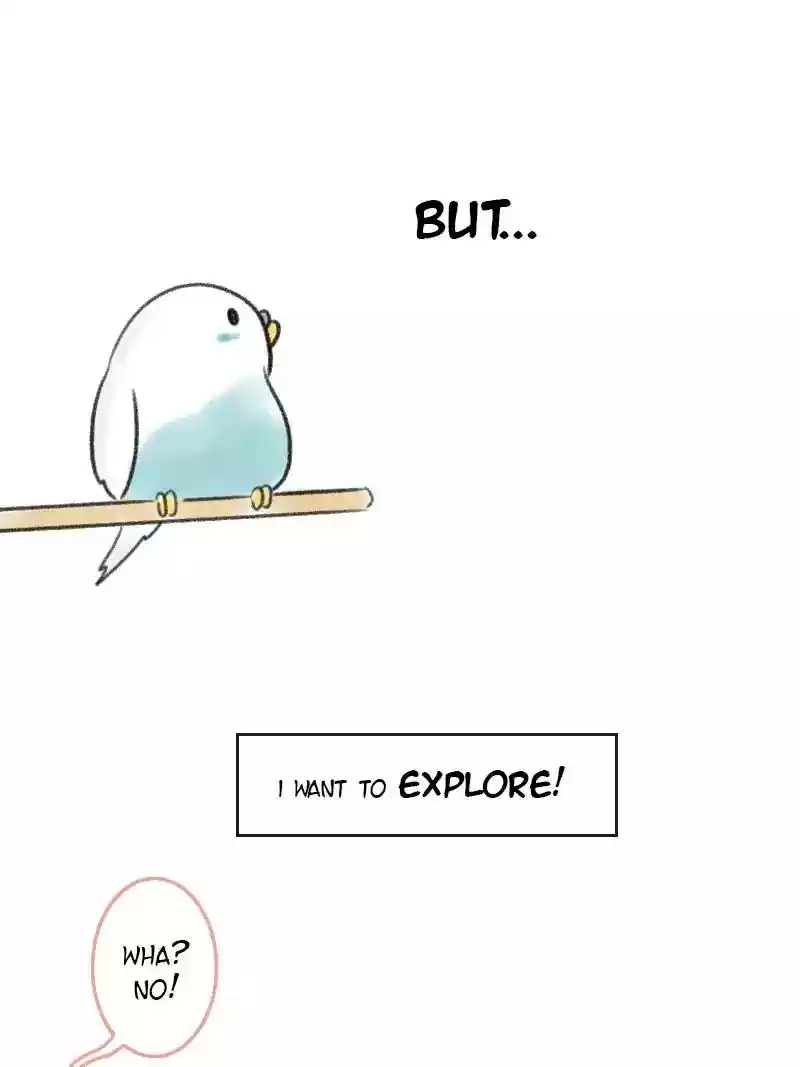 A Budgie's Life Chapter 4: Ep.4: