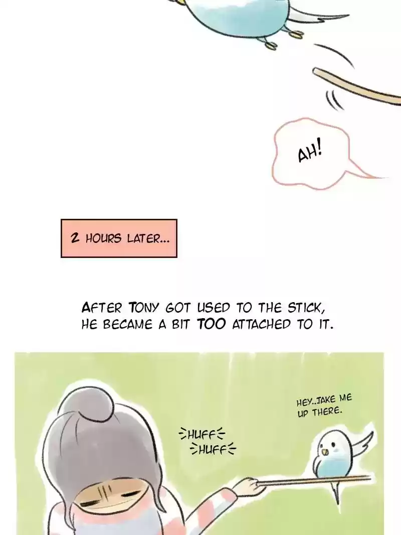 A Budgie's Life Chapter 4: Ep.4: