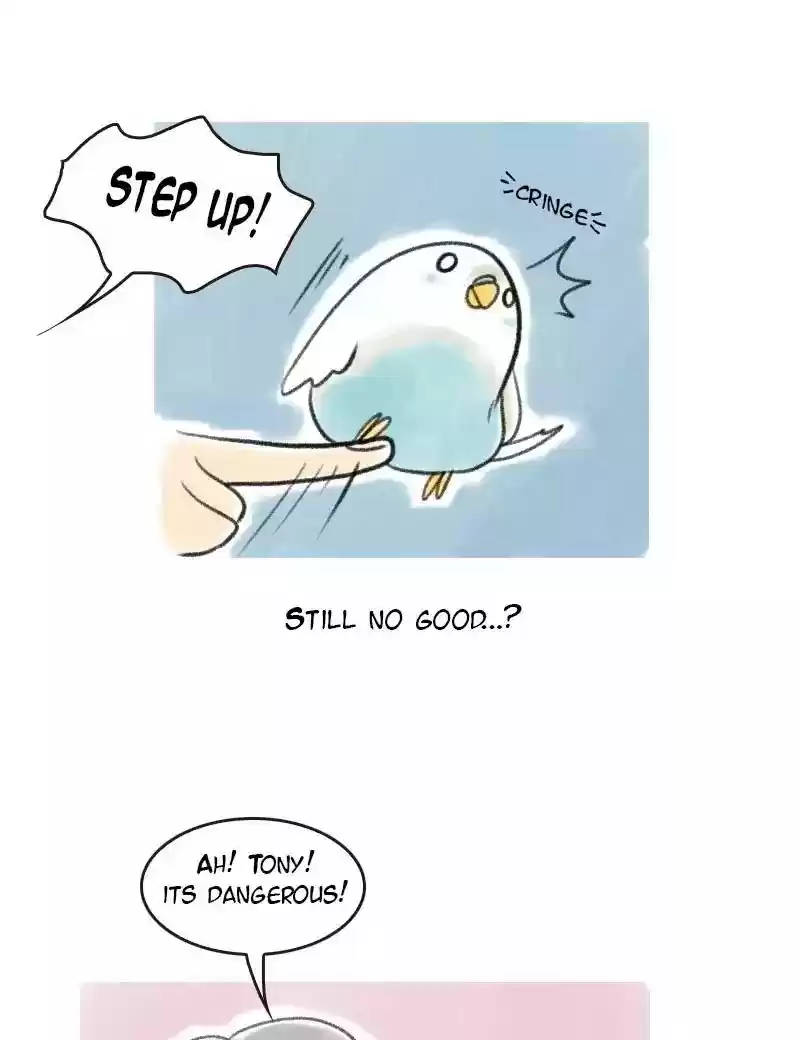 A Budgie's Life Chapter 4: Ep.4: