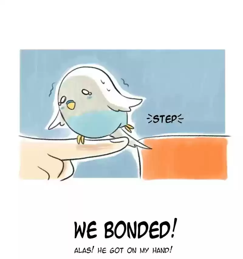 A Budgie's Life Chapter 4: Ep.4: