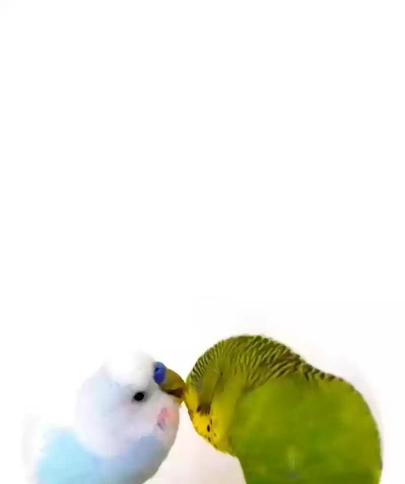 A Budgie's Life Chapter 40: Ep.40: