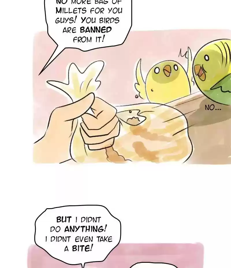 A Budgie's Life Chapter 43: Ep.43: