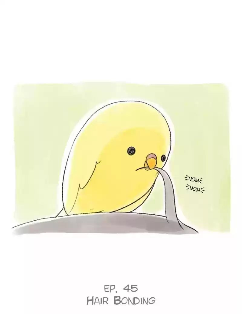 A Budgie's Life Chapter 45: Ep.45: