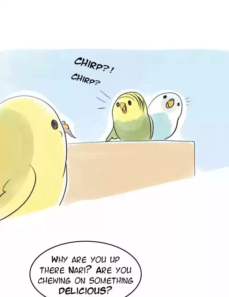 A Budgie's Life Chapter 45: Ep.45: