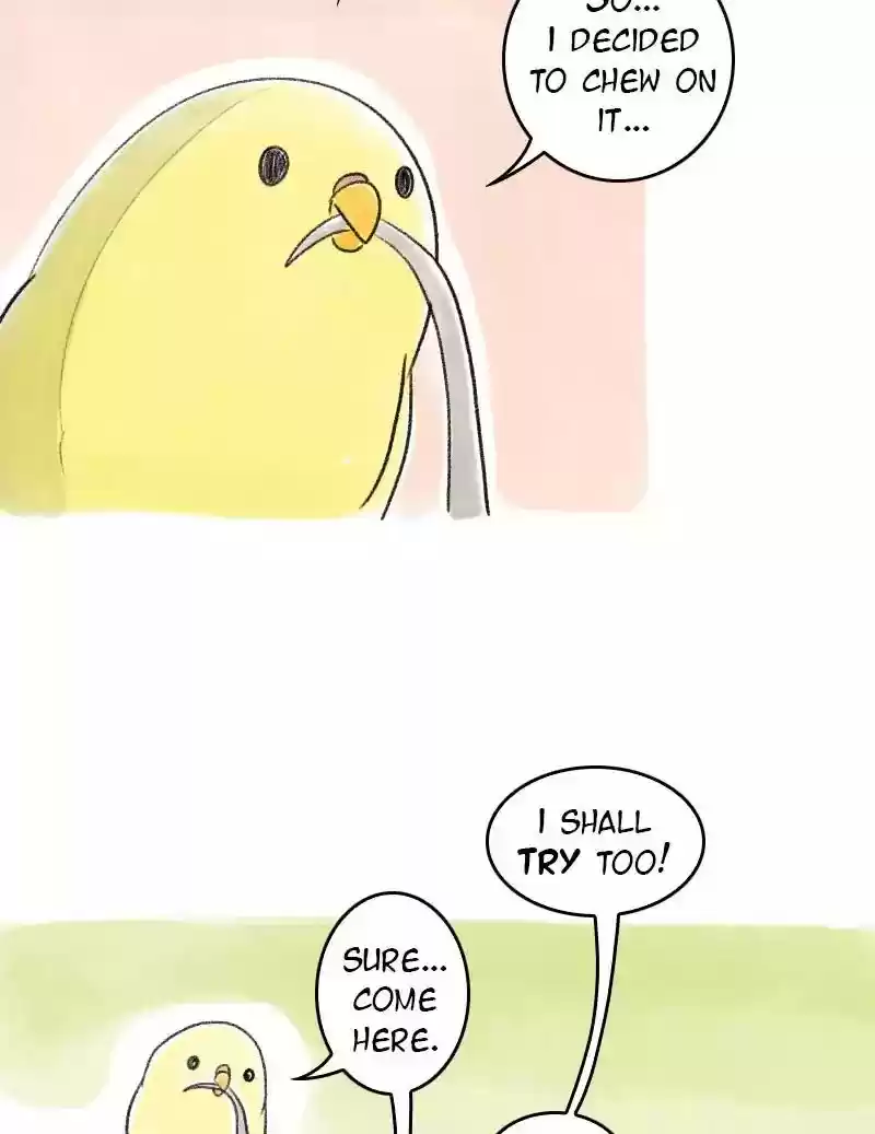 A Budgie's Life Chapter 45: Ep.45: