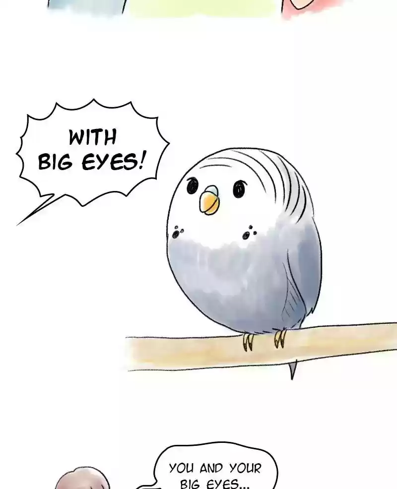 A Budgie's Life Chapter 47: Ep.47: