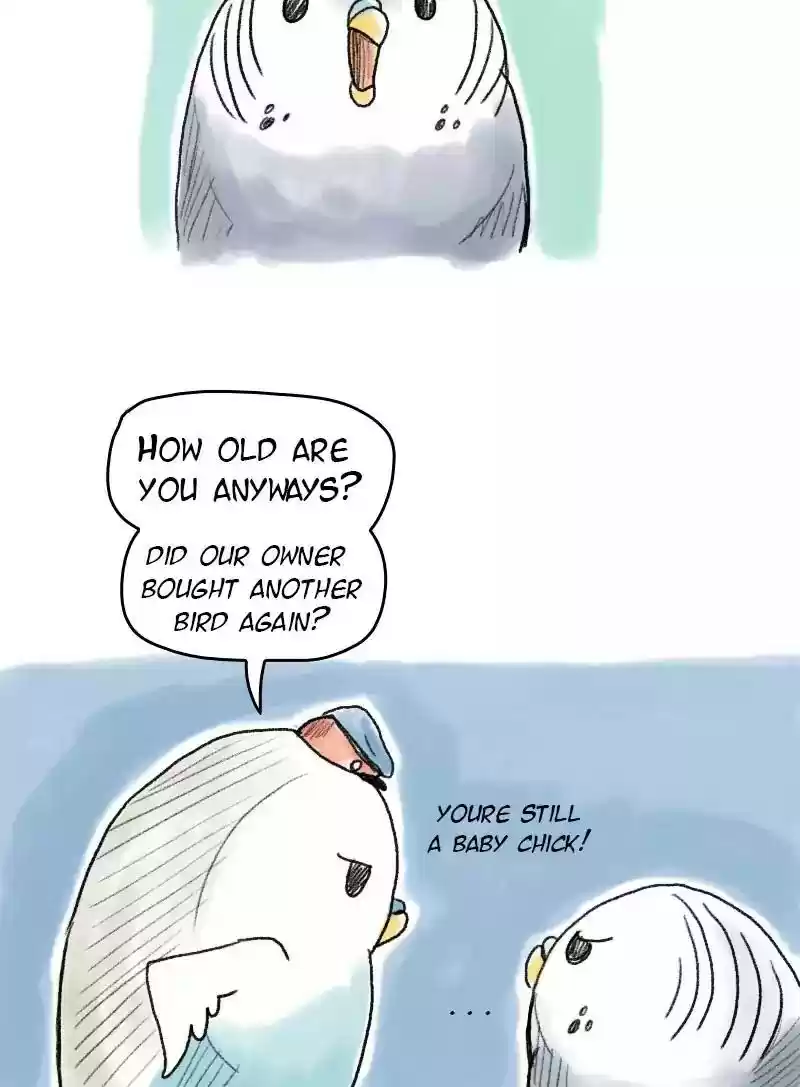 A Budgie's Life Chapter 49: Ep.49: