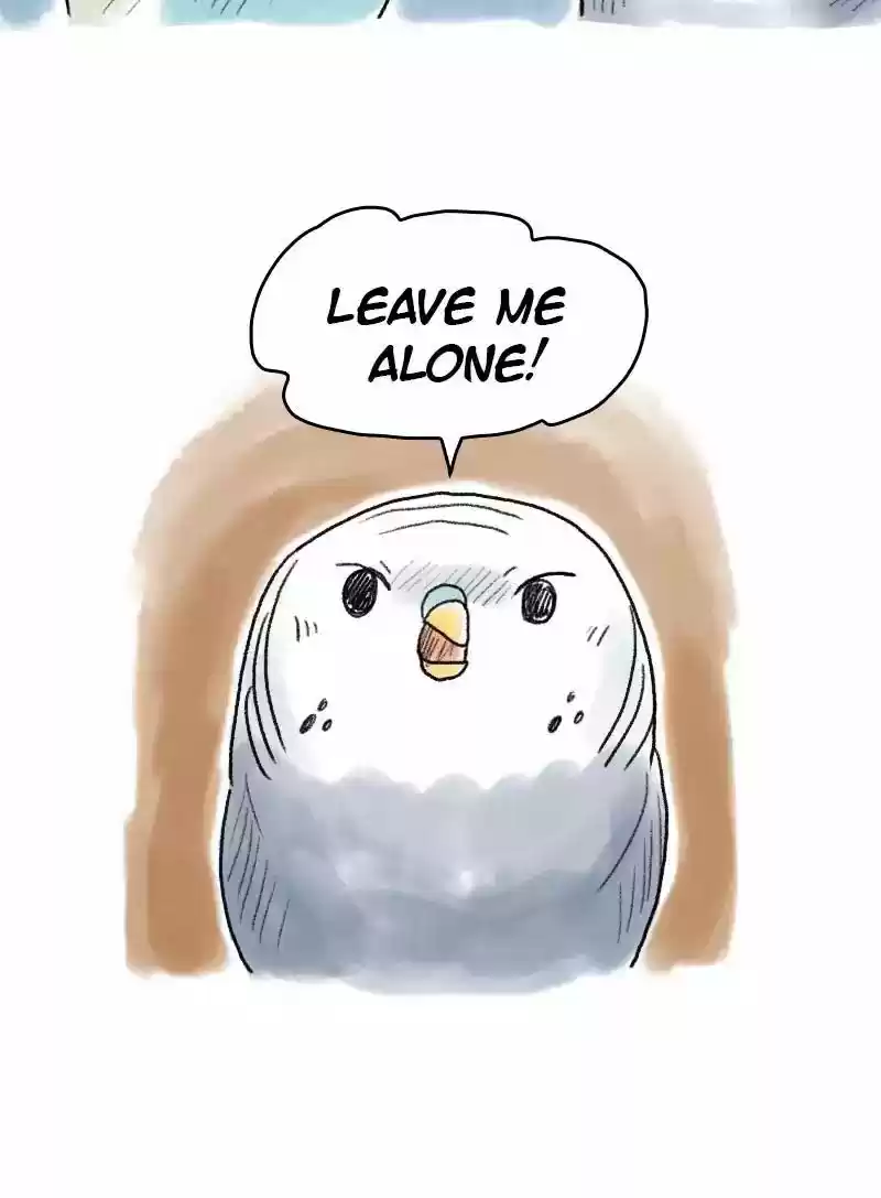 A Budgie's Life Chapter 49: Ep.49:
