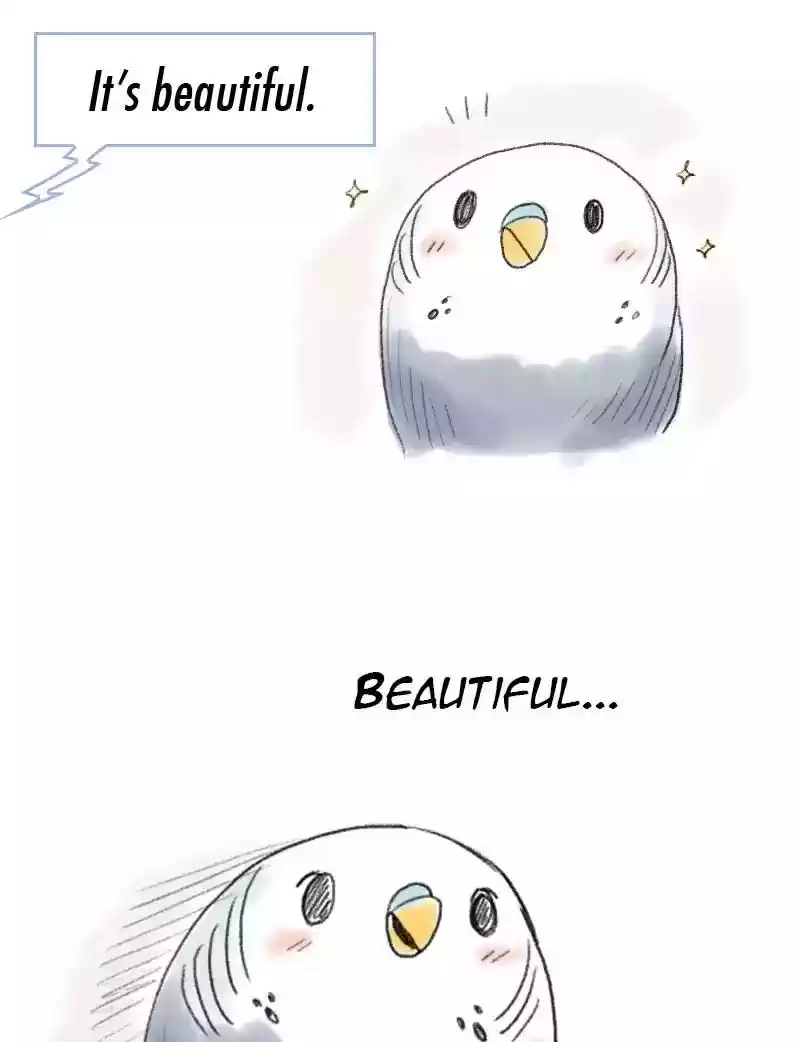 A Budgie's Life Chapter 49: Ep.49: