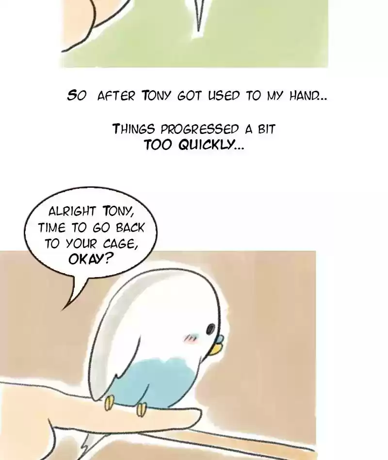A Budgie's Life Chapter 5: Ep.5: