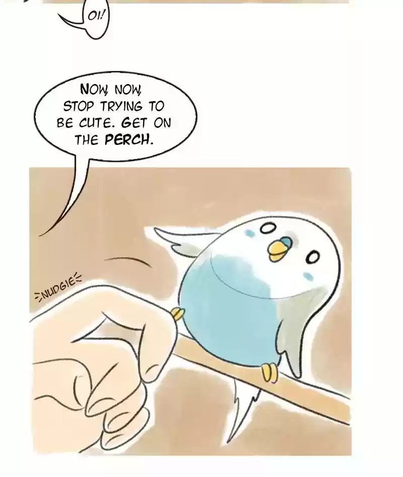 A Budgie's Life Chapter 5: Ep.5: