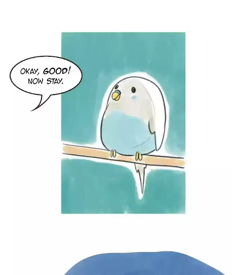 A Budgie's Life Chapter 5: Ep.5: