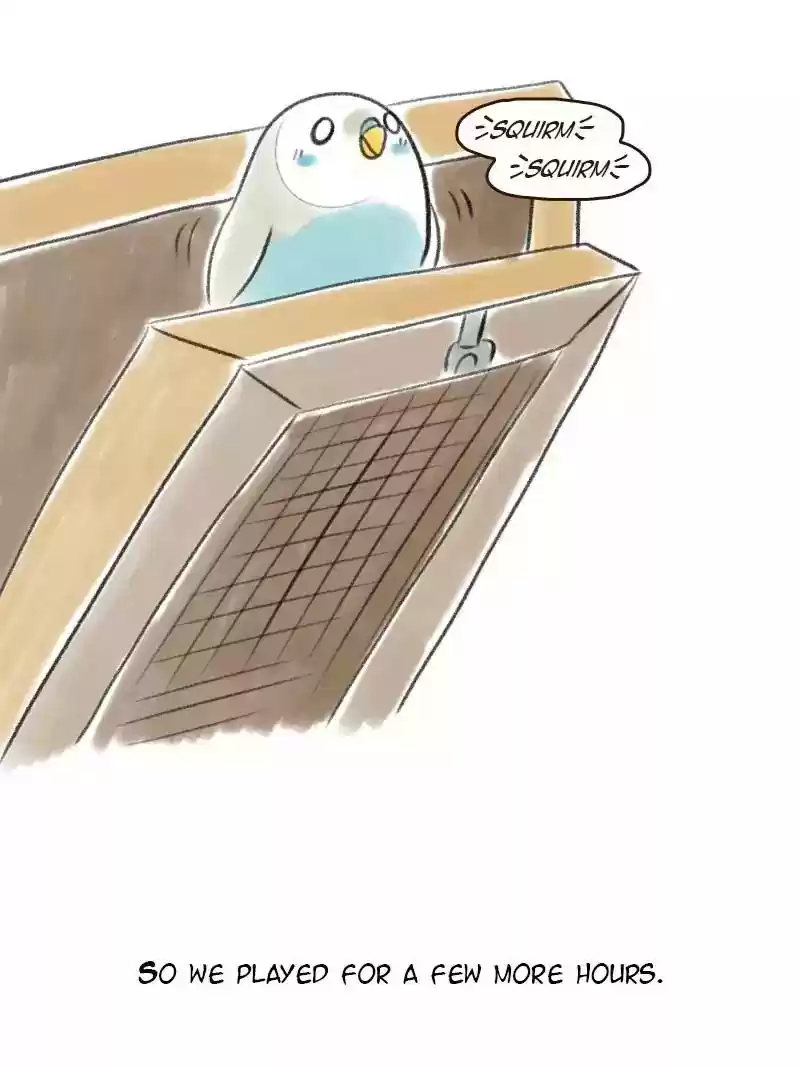 A Budgie's Life Chapter 5: Ep.5: