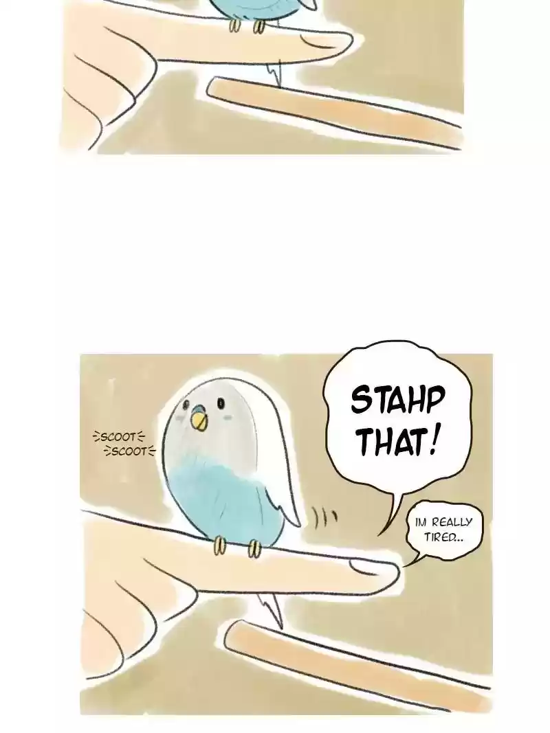 A Budgie's Life Chapter 5: Ep.5:
