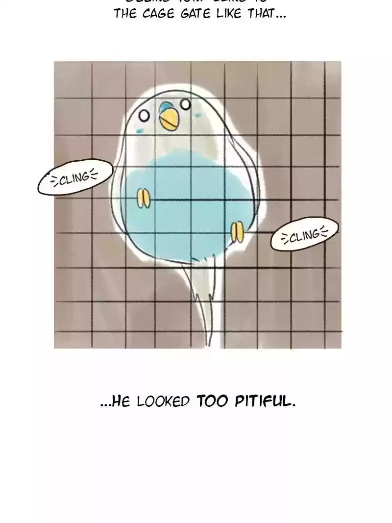 A Budgie's Life Chapter 5: Ep.5: