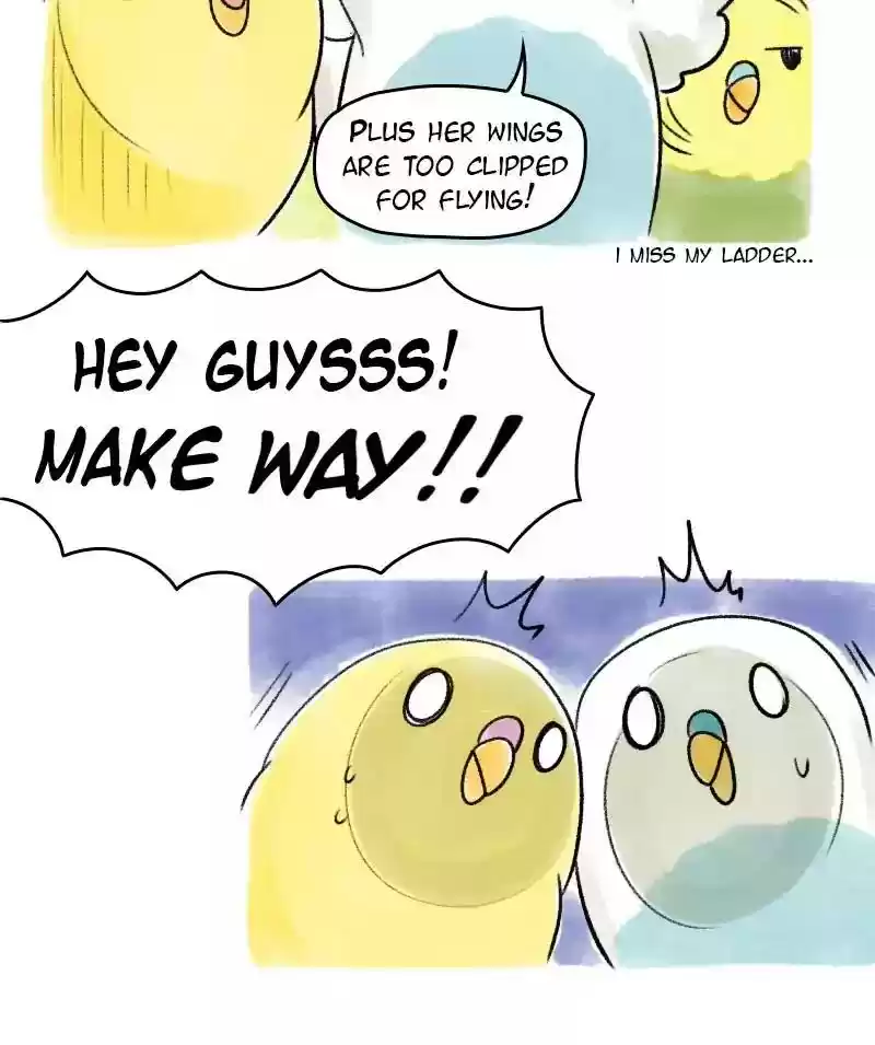 A Budgie's Life Chapter 50: Ep.50: