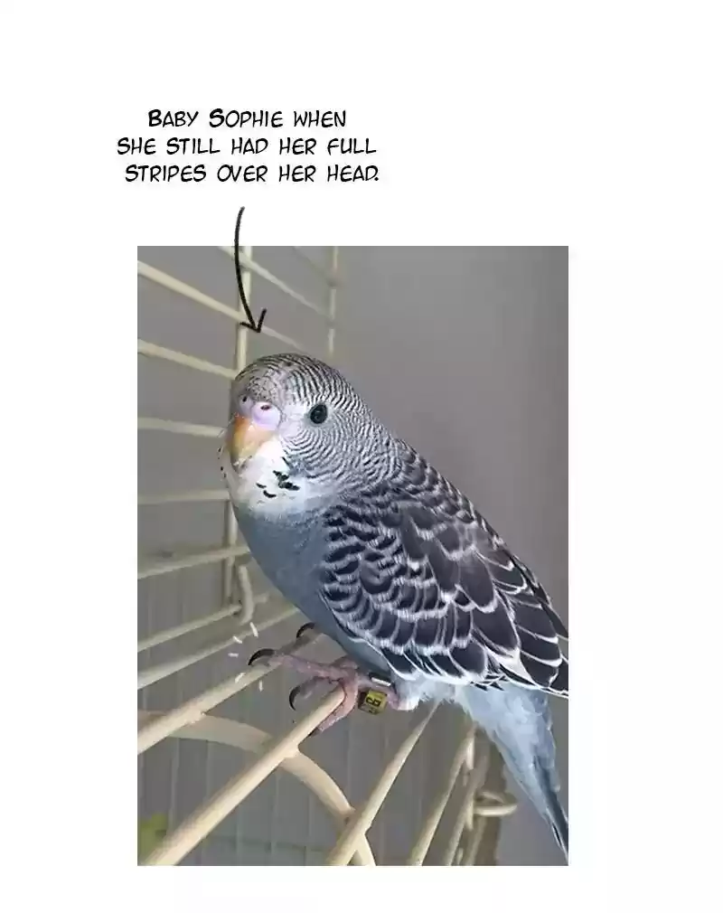 A Budgie's Life Chapter 50: Ep.50: