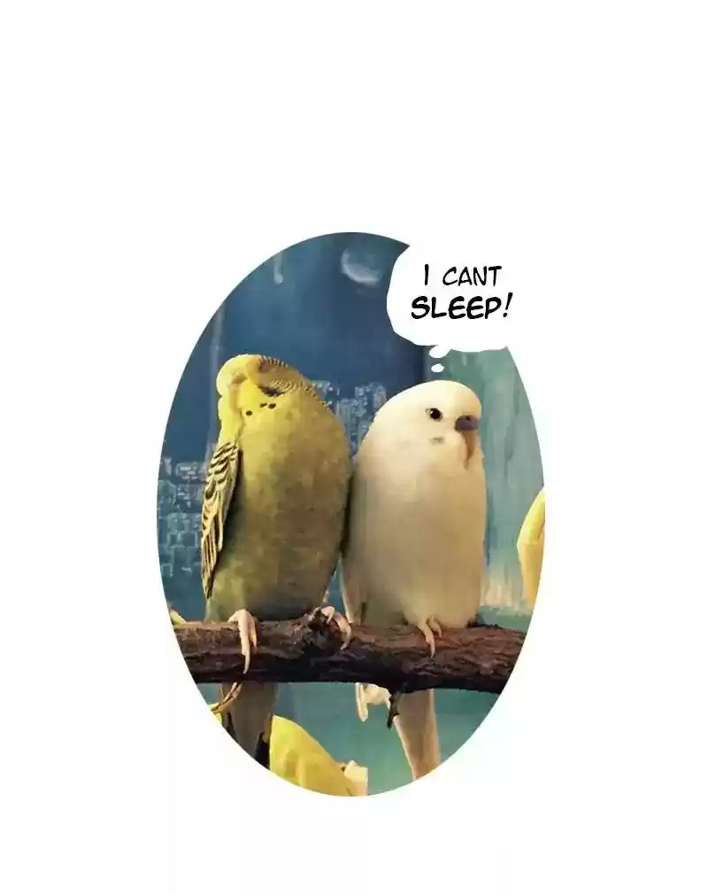 A Budgie's Life Chapter 52: Ep.52: