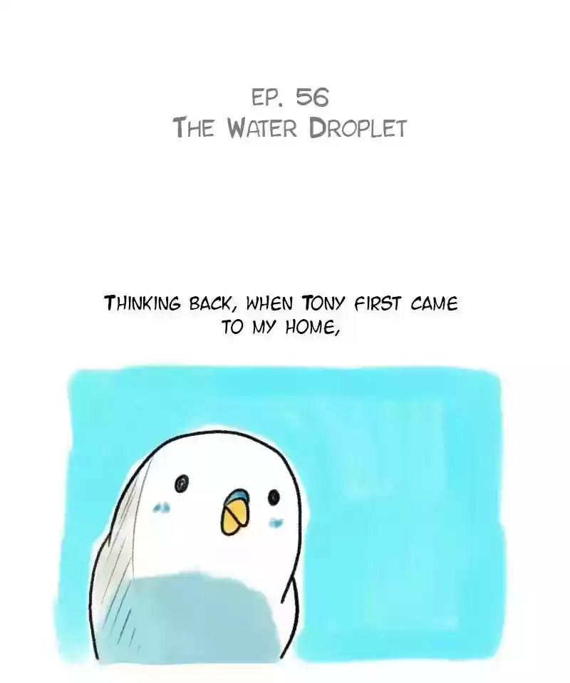 A Budgie's Life Chapter 56: Ep.56:
