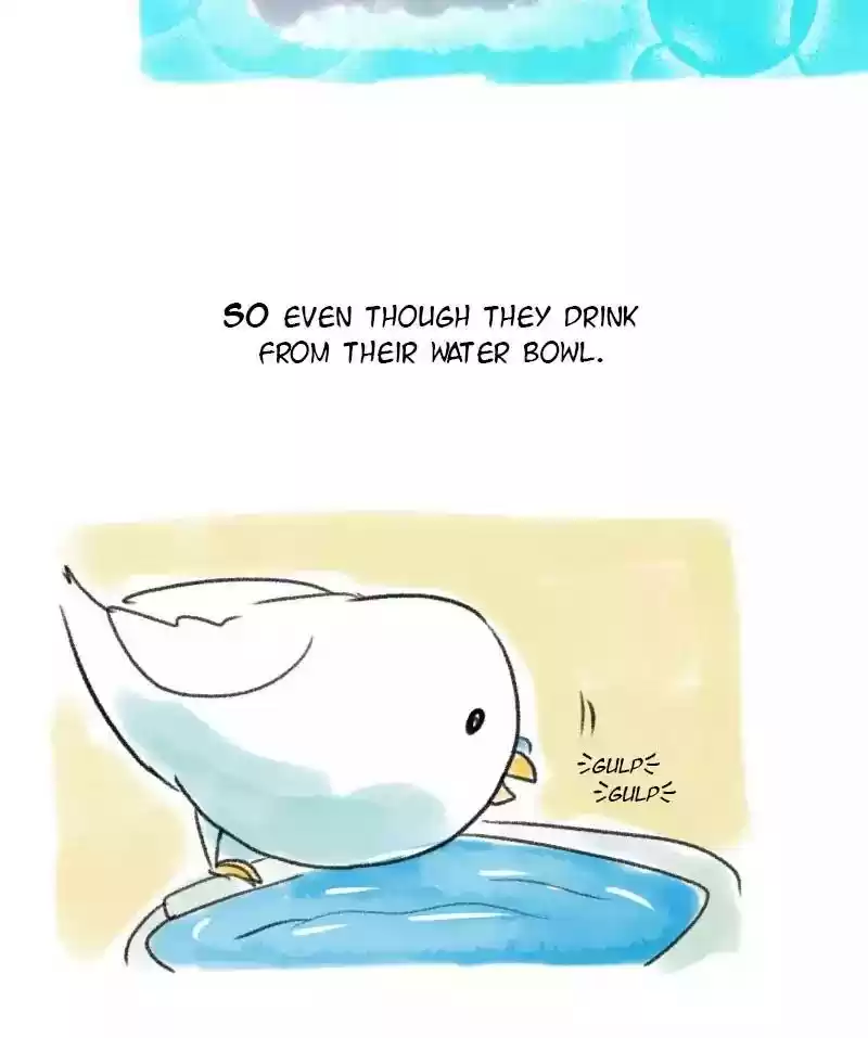 A Budgie's Life Chapter 56: Ep.56: