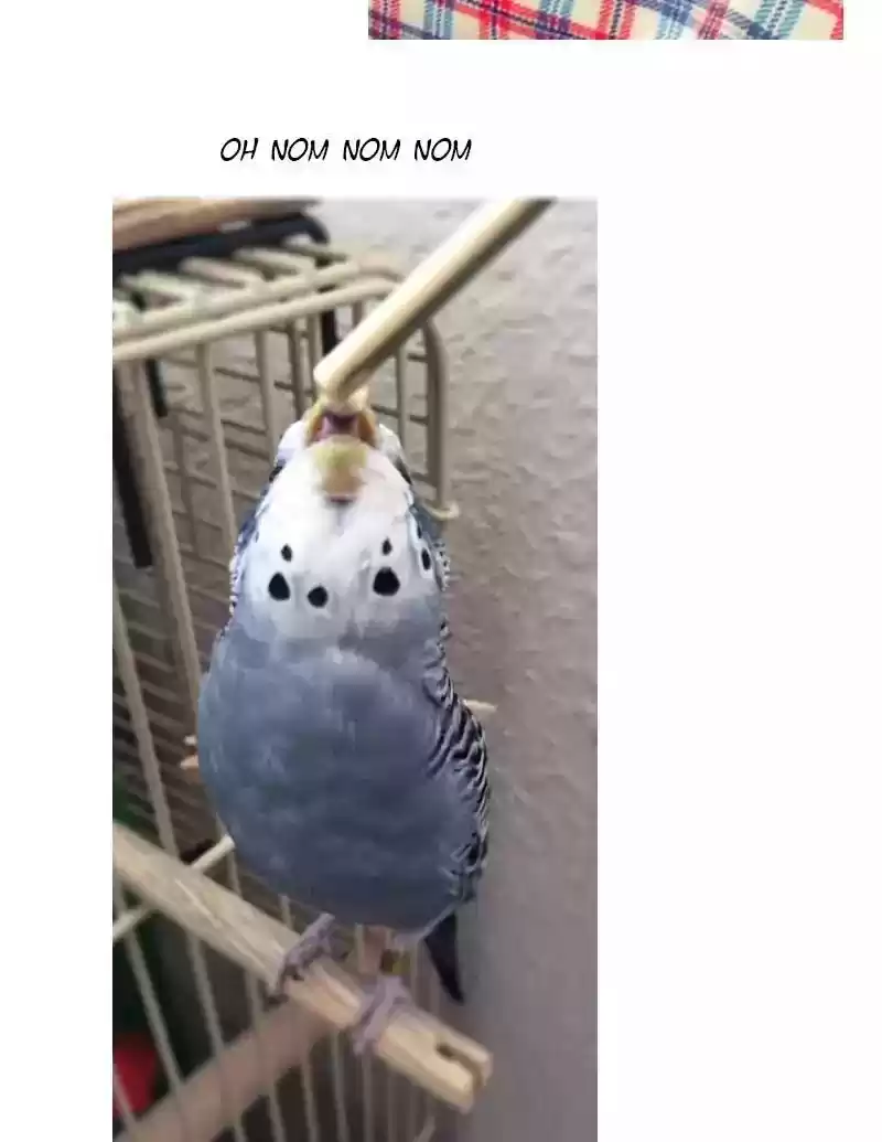 A Budgie's Life Chapter 56: Ep.56: