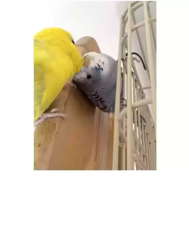 A Budgie's Life Chapter 59: Ep.59: