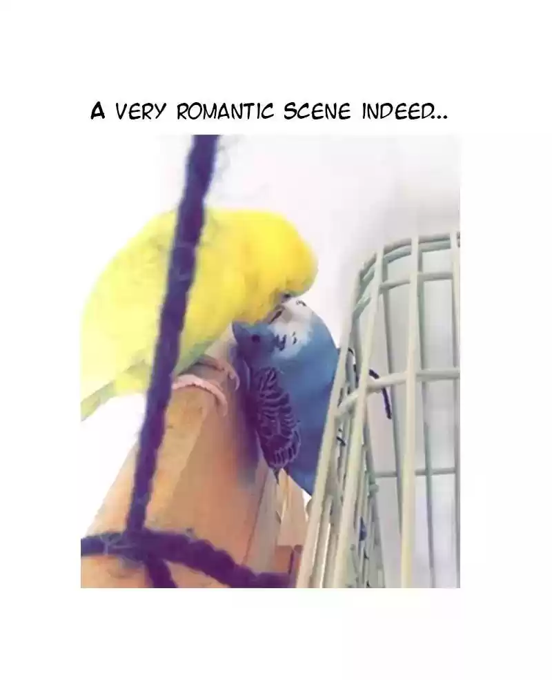 A Budgie's Life Chapter 59: Ep.59: