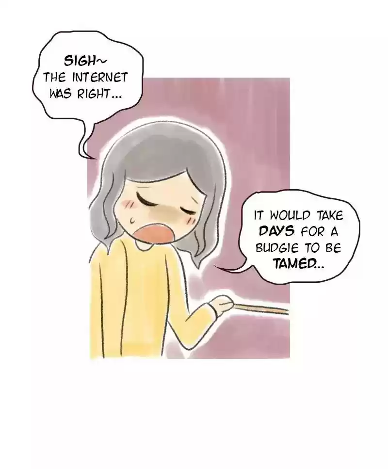 A Budgie's Life Chapter 6: Ep.6: