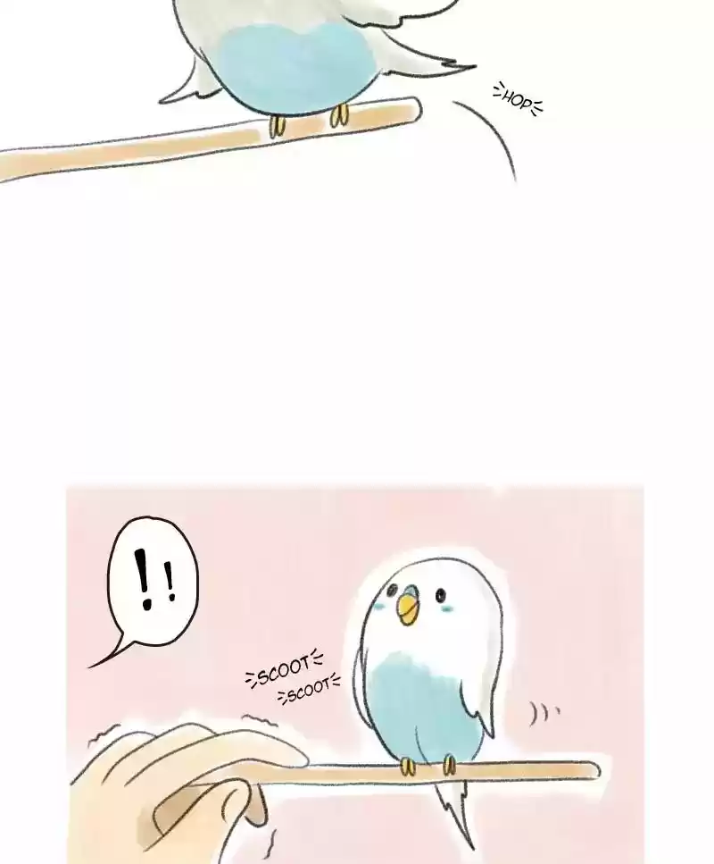 A Budgie's Life Chapter 6: Ep.6: