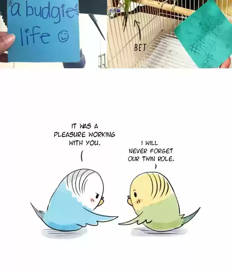 A Budgie's Life Chapter 63: Ep.63: