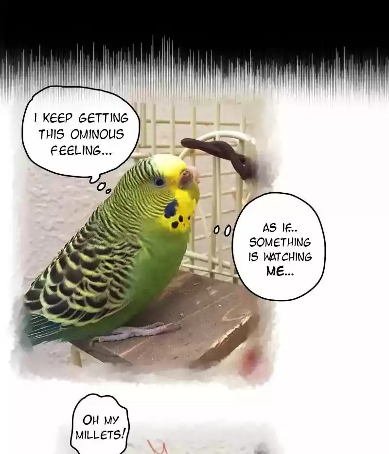 A Budgie's Life Chapter 66: Ep.66: