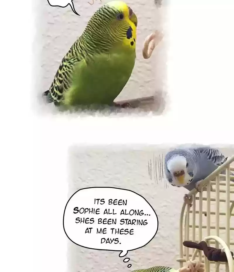 A Budgie's Life Chapter 66: Ep.66:
